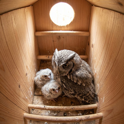 Inside the owl house: a screech-owl brooding two downy owlets on the wooden nest floor