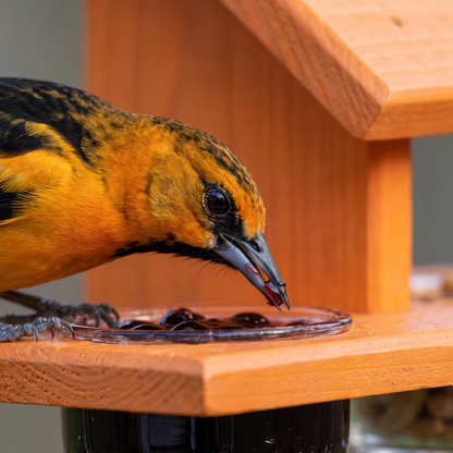 Close-up of an oriole feeding on grape jelly at the tray